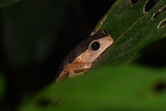 Pithecopus palliatus