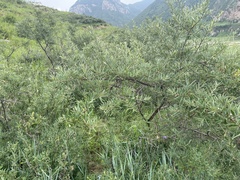 Hippophae sinensis