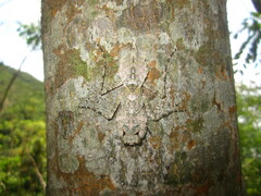 Theopompa ophthalmica