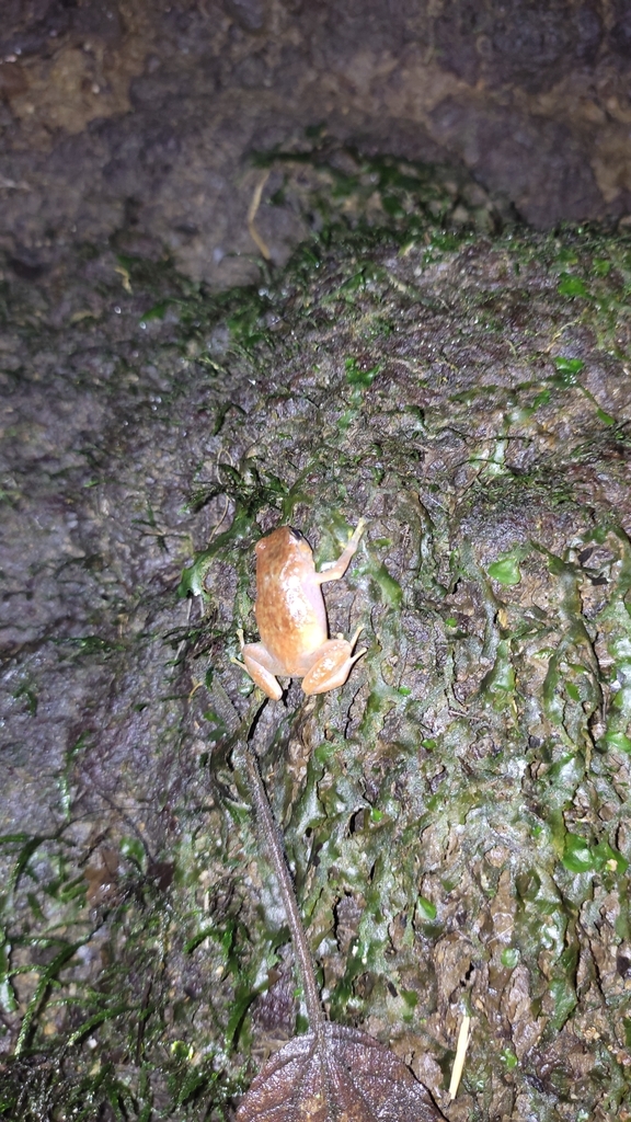 Lombok Cross Frog (Oreophryne monticola)