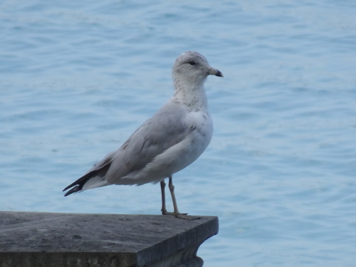 Ring-billed Gull photographed in Michigan