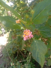 Lantana camara