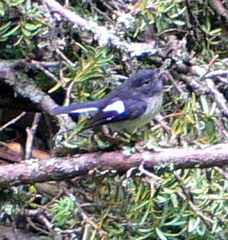 Petroica macrocephala