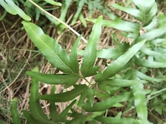 Lygodium japonicum