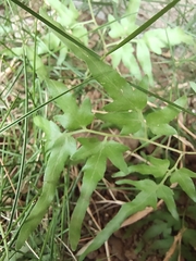 Lygodium japonicum