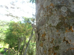 Theopompa ophthalmica