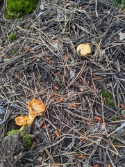 Cantharellus roseocanus