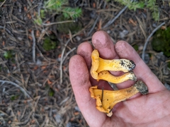 Cantharellus roseocanus