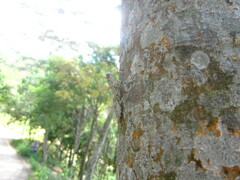 Theopompa ophthalmica