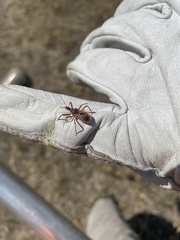 Rhynocoris ventralis