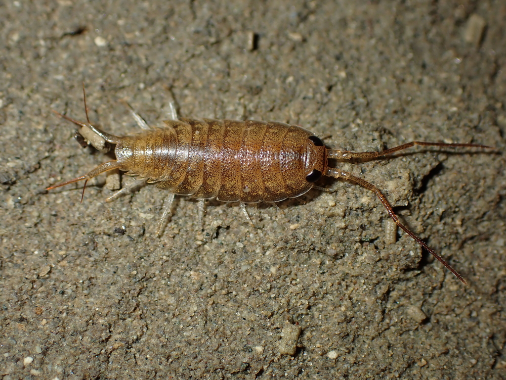 Ligia novizealandiae