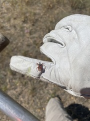 Rhynocoris ventralis