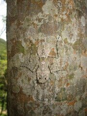 Theopompa ophthalmica