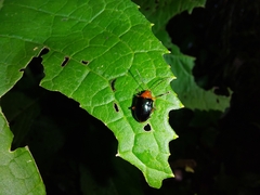 Chalcophana mutabilis