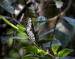 Cyclosia papilionaris