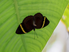 Amnosia decora