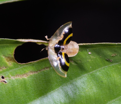 Plagiometriona phoebe