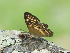 Algia fasciata