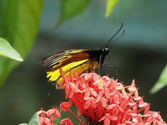 Troides amphrysus