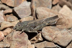 Cratypedes lateritius