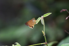 Hasora mus