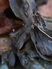 Orygma luctuosum