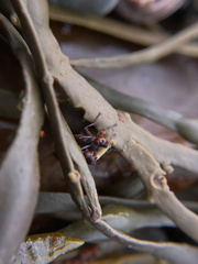 Orygma luctuosum