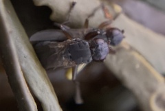 Orygma luctuosum