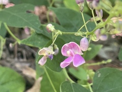 Phaseolus polystachios