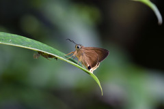 Hasora mus