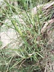 Cynodon dactylon