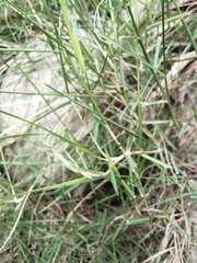 Cynodon dactylon