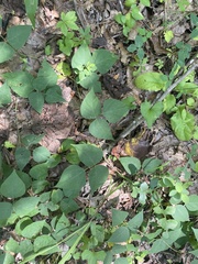 Phaseolus polystachios