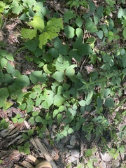 Phaseolus polystachios