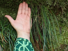 Haplopteris ensiformis