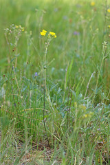 Potentilla gracilis elmeri
