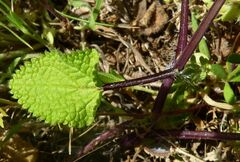 Stachys spinulosa