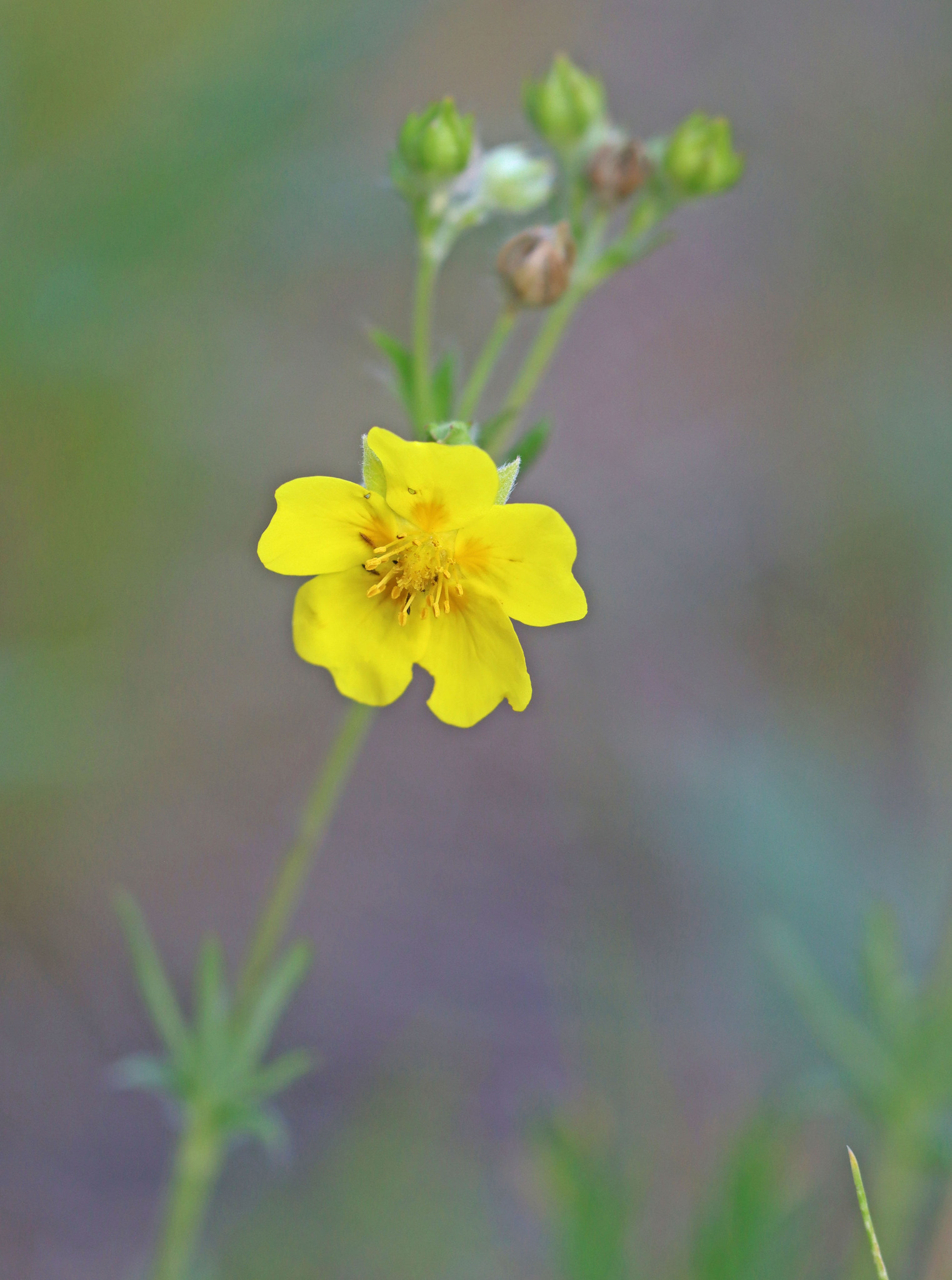 Potentilla gracilis var. elmeri