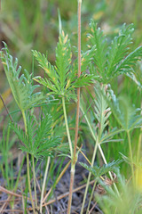 Potentilla gracilis elmeri