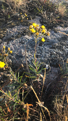 Hieracium umbellatum