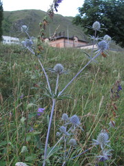 Eryngium caeruleum