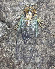 Diceroprocta vitripennis