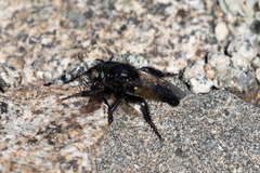 Cyrtopogon