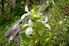 Stachys spinulosa