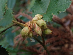 Rubus reflexus hui
