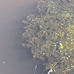 Ceratophyllum demersum