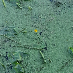 Nuphar lutea