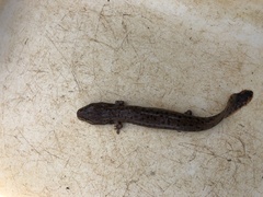 Necturus beyeri