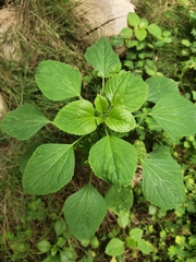 Acalypha indica