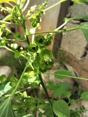 Acalypha indica